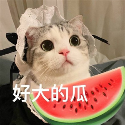 《抖音》吃瓜专用表情包