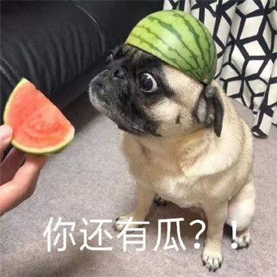 《抖音》吃瓜专用表情包