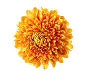 《我的侠客》菊花图鉴