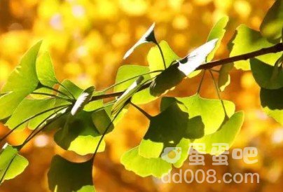 你喜欢银杏吗是什么梗