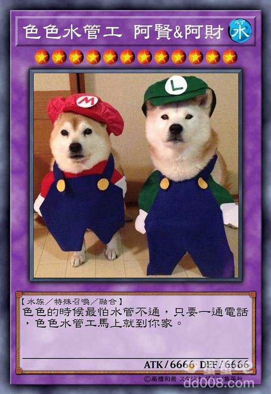 柴犬色色卡表情包大全