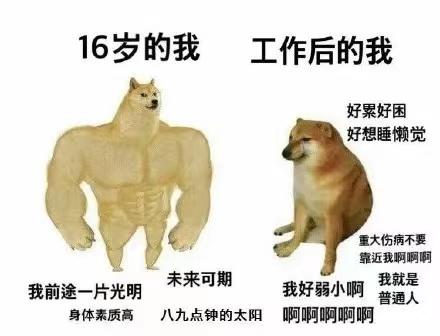 Cheems小废柴表情包大全