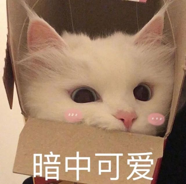 憨喵芭比Q了表情包大全