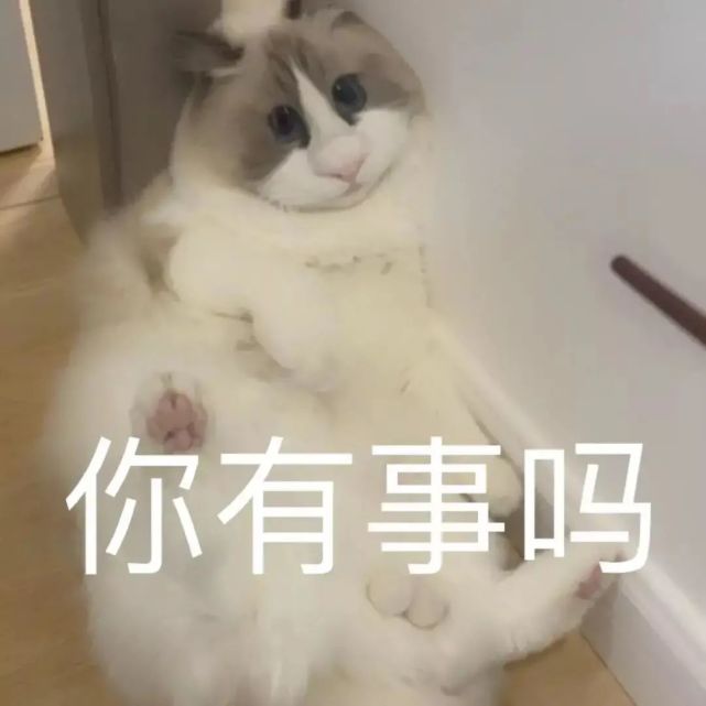 憨喵芭比Q了表情包大全