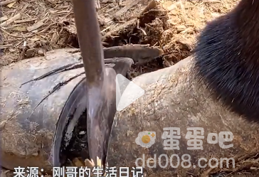 抖音三大解压秘诀是什么梗