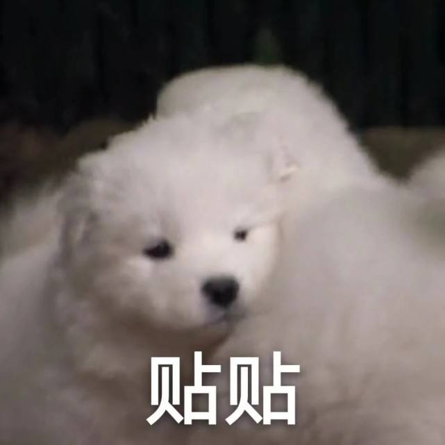 贴贴表情包大全