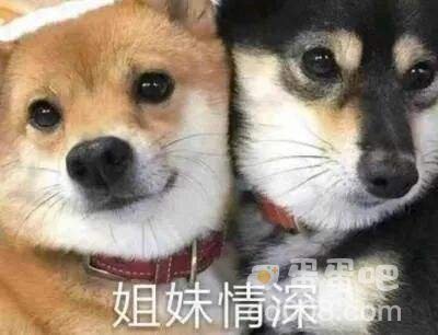 不6馍超酷的好吗是什么梗