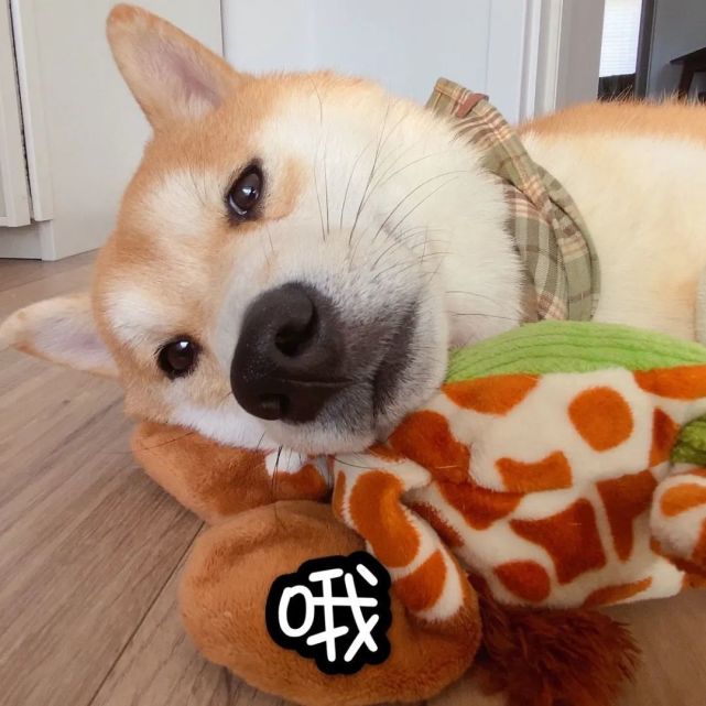 两狗对视表情包大全