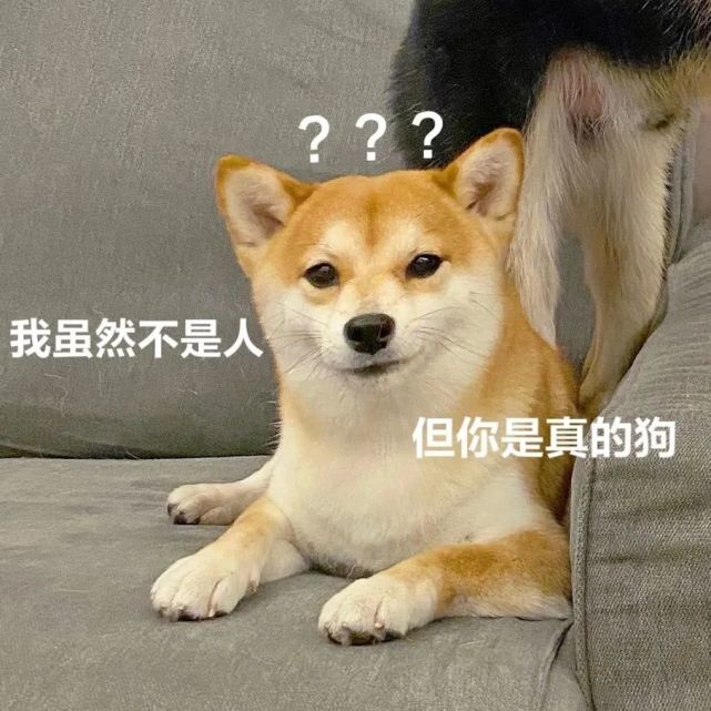 两狗对视表情包大全