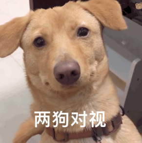 两狗对视表情包大全
