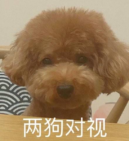 两狗对视表情包大全