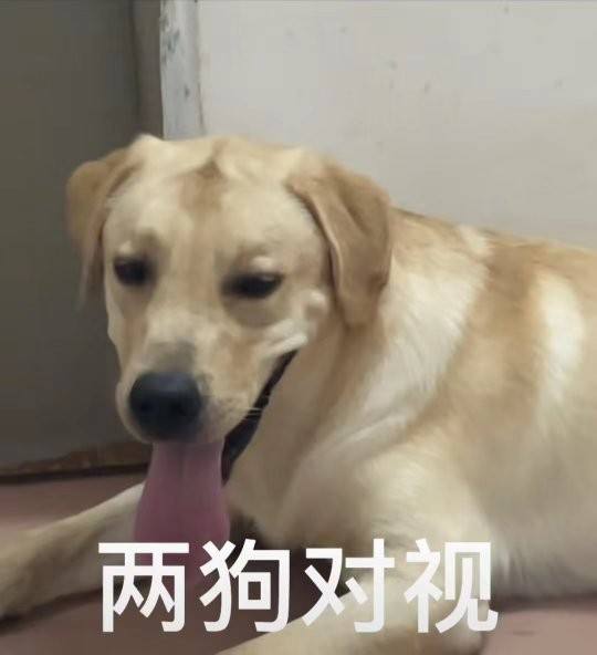 两狗对视表情包大全