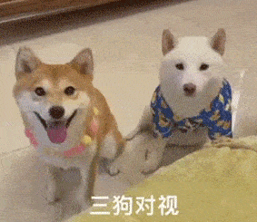两狗对视表情包大全