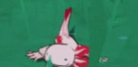 《原神》稻妻特色动物位置分享