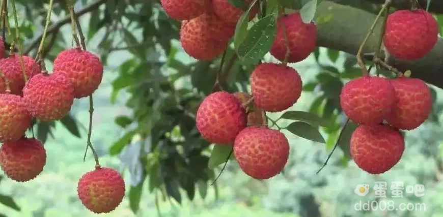 荔枝是什么梗