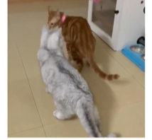 《抖音》呆猫与拨穗梗的意思介绍