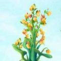 东东果园红包版手机软件app