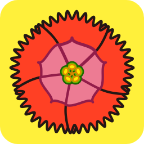 石竹花手机软件app