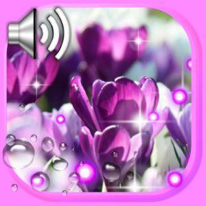 番红花之春壁纸手机软件app