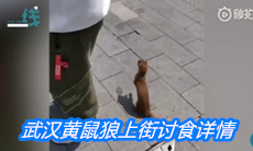 武汉黄鼠狼上街讨食详情