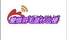 爱惜羽毛是什么梗