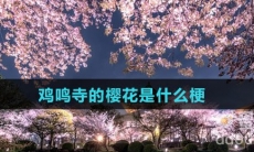 鸡鸣寺的樱花是什么梗