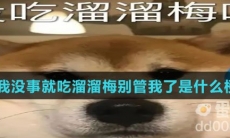 我没事就吃溜溜梅别管我了是什么梗