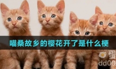 喵桑故乡的樱花开了是什么梗