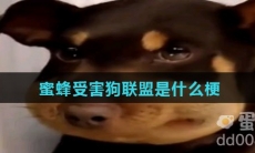 蜜蜂受害狗联盟是什么梗