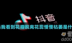 每当我看到花瓣脱离花蕊慢慢枯萎是什么歌