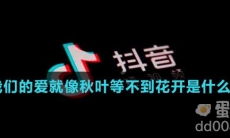 我们的爱就像秋叶等不到花开是什么歌