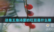 这是王维诗里的红豆是什么梗