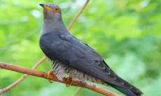 《支付宝》蚂蚁庄园2023年4月16日每日一题答案