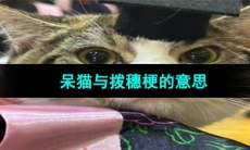 《抖音》呆猫与拨穗梗的意思介绍