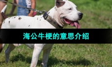 《抖音》海公牛梗的意思介绍