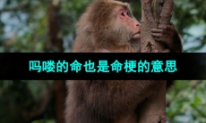 《抖音》吗喽的命也是命梗的意思介绍