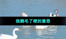 《抖音》我鹅毛了梗的意思介绍