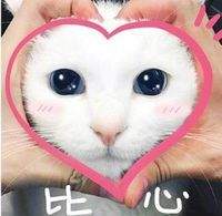 《抖音》猫咪比心动图表情包